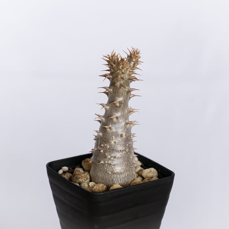パキポディウム マカイエンセ 実生 pachypodhium makayense 魔界玉 塊根