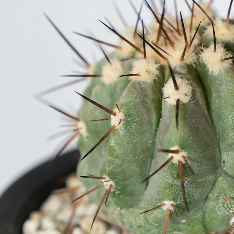 コピアポア 黒王丸 実生 Copiapoa cinerea サボテン 多肉植物 珍奇植物
