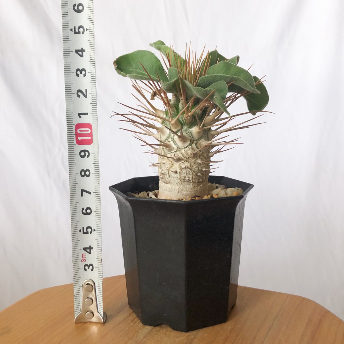パキポディウム ナマクアナム 光堂 実生 Pachypodium namaquanum 塊根植