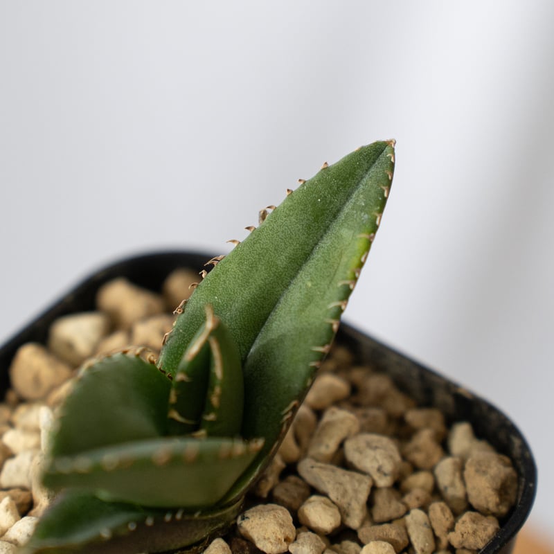 アガベ チタノタ 大白鯊 【発根管理中】ホオジロザメ Agave