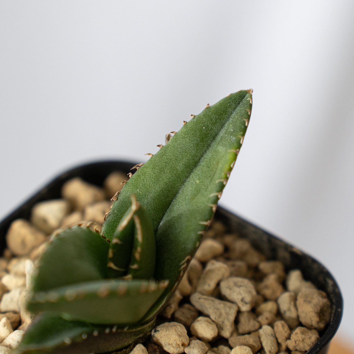 ホオジロザメ チタノタ アガベ　② アガベ チタノタ ホオジロザメ 