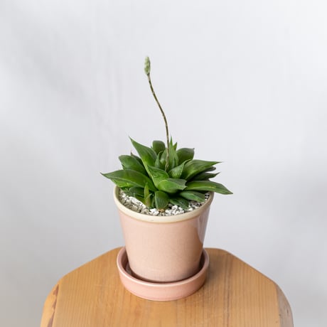 ハオルチア 鉢セット Haworthia 多肉植物 珍奇植物 静岡 ANTIDOTE 通販 S1336