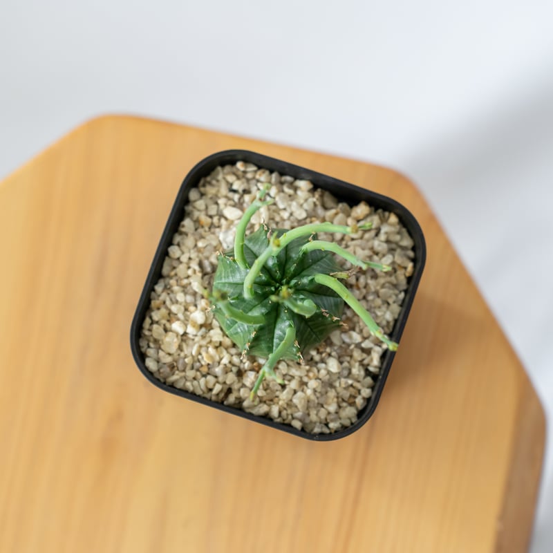 ユーフォルビア スーパーバリダ 実生 Euphorbia super valida 多肉植物