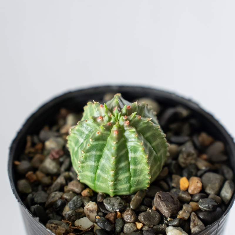 ユーフォルビア バリダ Euphorbia Valida 多肉植物 珍奇植物 ANTIDOTE