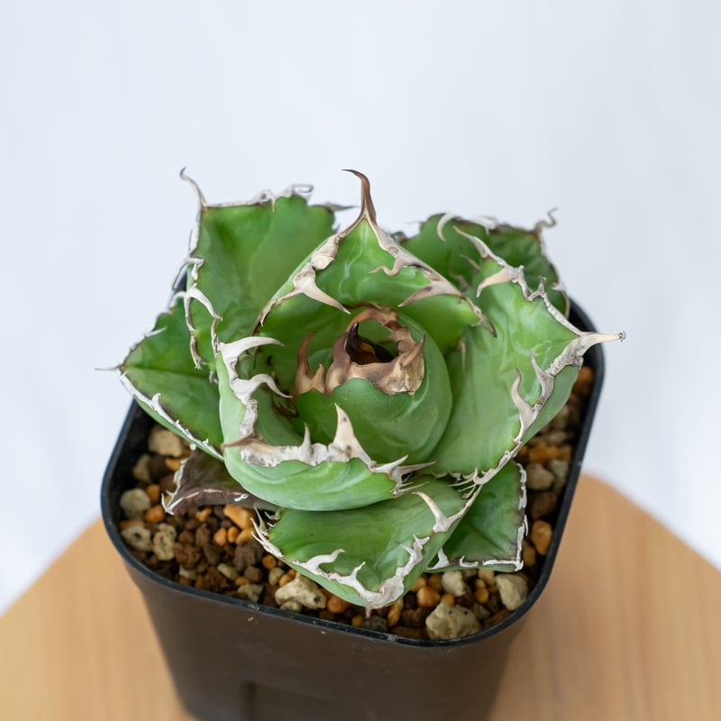 アガベ チタノタ 白鯨 龍球荟【発根管理中】Agave titanota