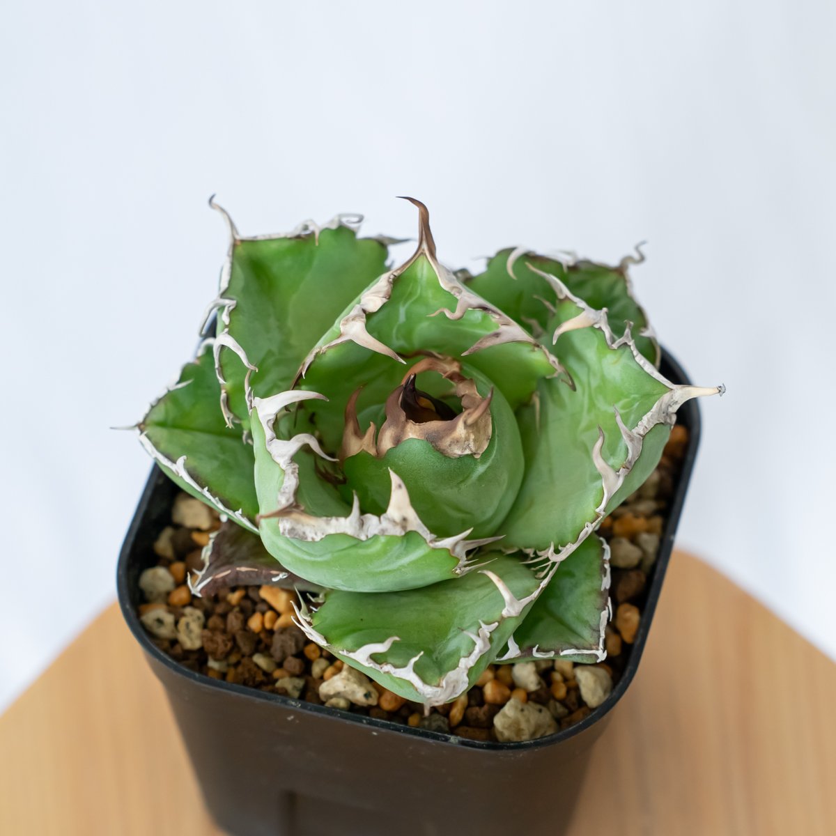 アガベ チタノタ 白鯨 龍球荟【発根管理中】Agave titanota