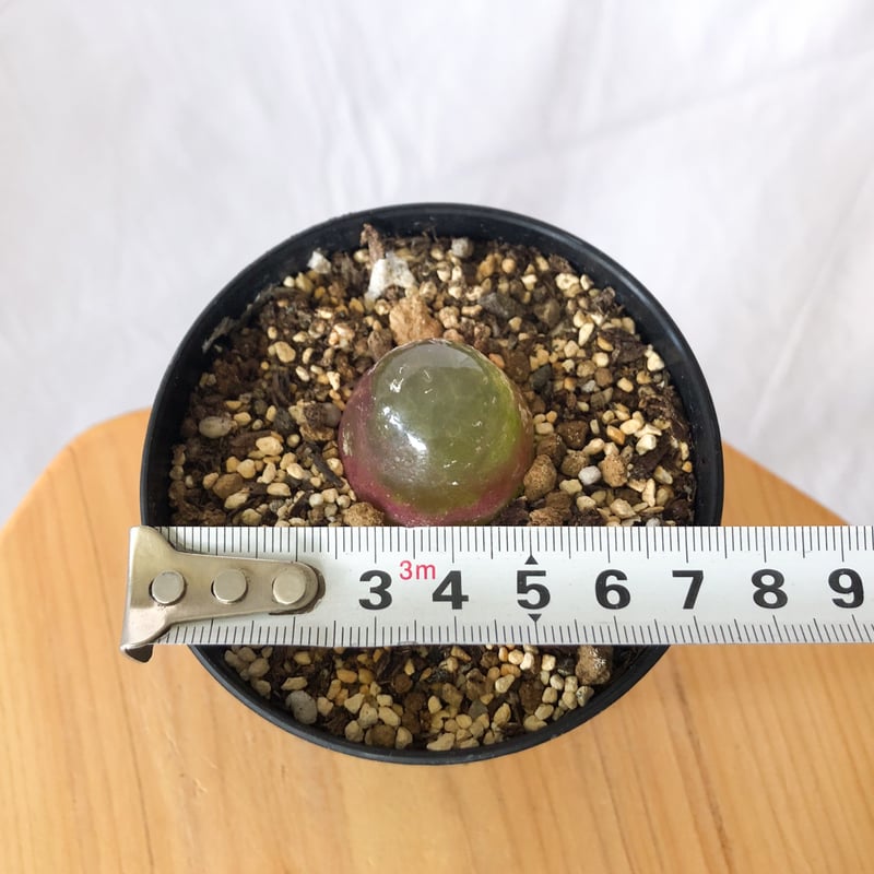 コノフィツム ブルゲリ Conophytum burgeri 多肉植物 珍奇植物 静岡 ANT