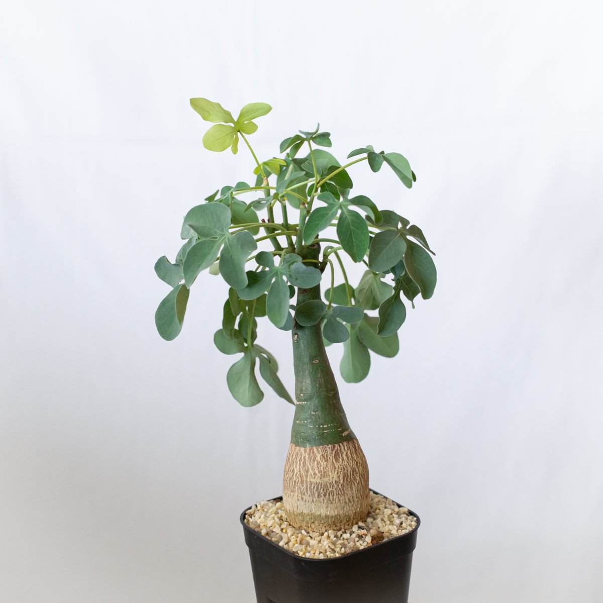 アデニア グラウカ 幻蝶かずら Adenia glauca 塊根植物 コーデックス