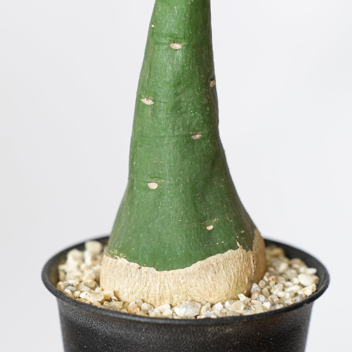 アデニア グラウカ 幻蝶かずら Adenia glauca 塊根植物 コーデックス