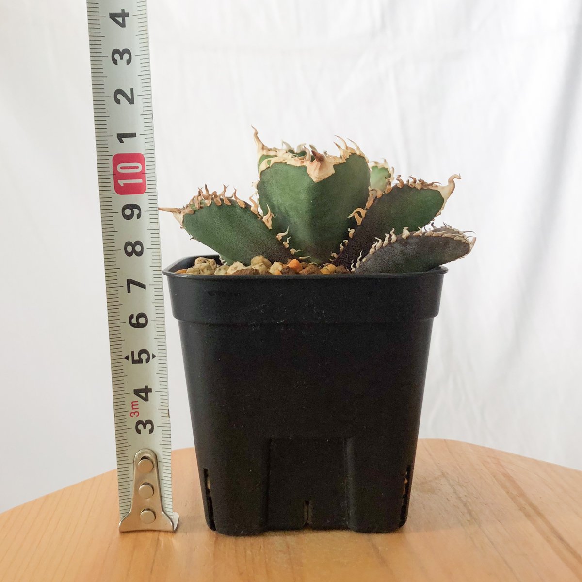 アガベ チタノタ 金剛 美株【発根管理中】TC株 Agave titanota