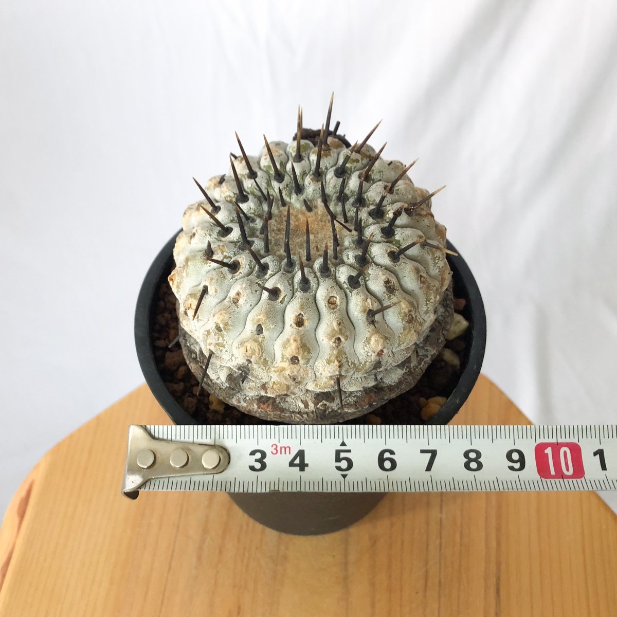 現地株】コピアポア 黒王丸 発根管理中 Copiapoa cinerea サボテン