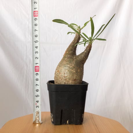 パキポディウム グラキリス pachypodhium Gracilius 塊根植物 コーデックス 多肉植物 珍奇植物 静岡 ANTIDOTE 通販 S398