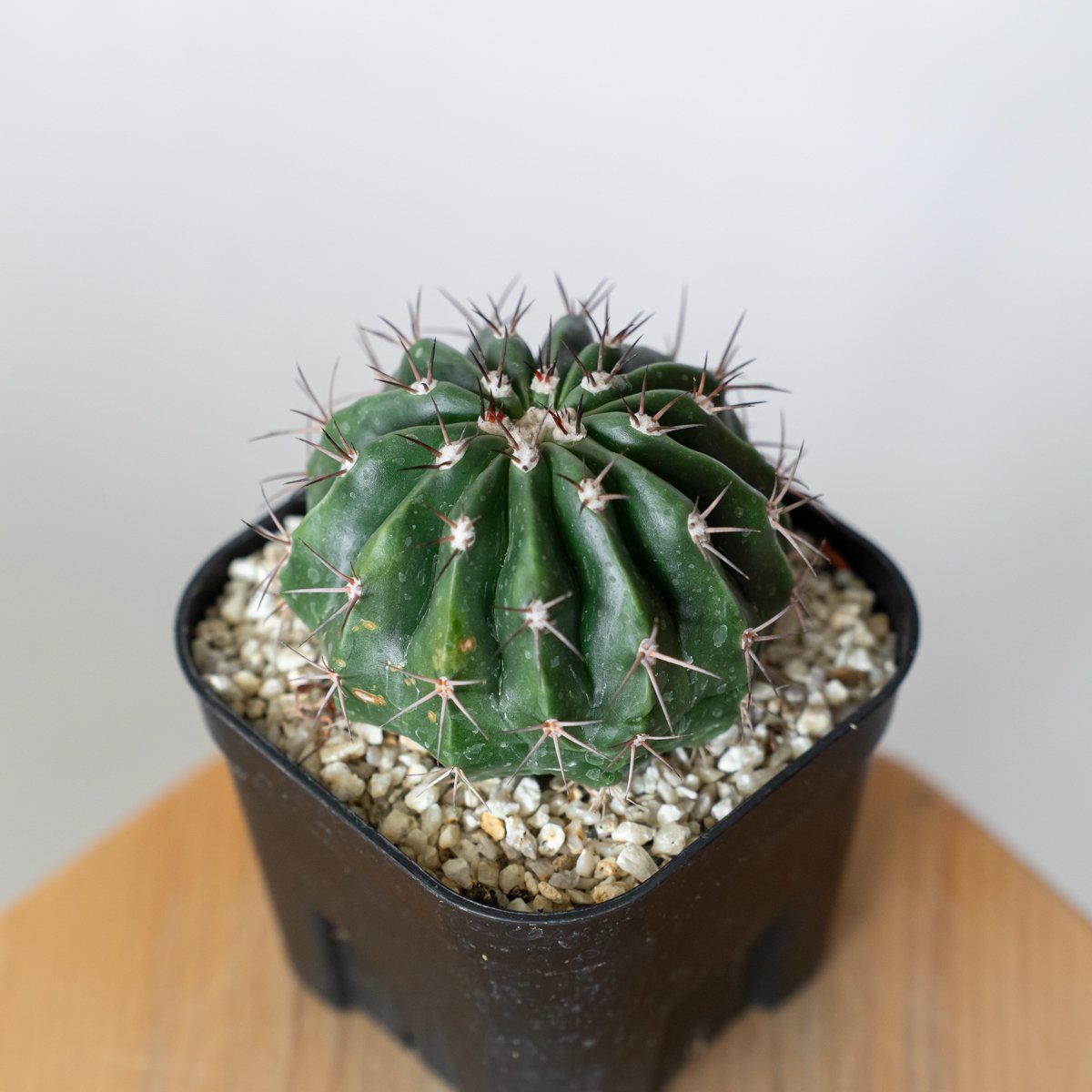 メロカクタス 層雲 実生 Melocactus amoenus サボテン 多肉植物 珍奇