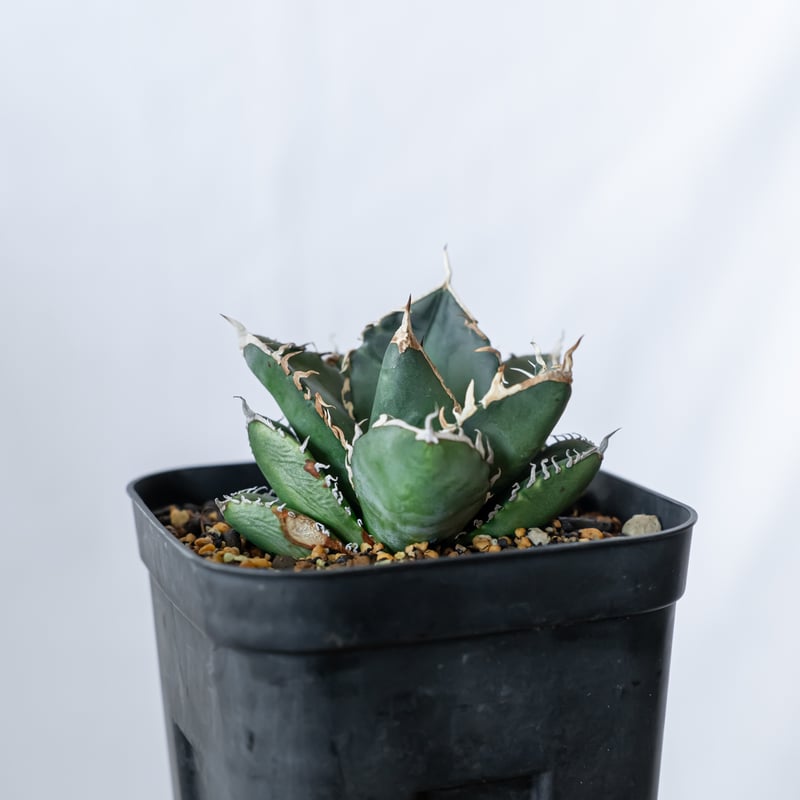 アガベ チタノタ 南アフリカダイヤモンド Agave titanota South Afric