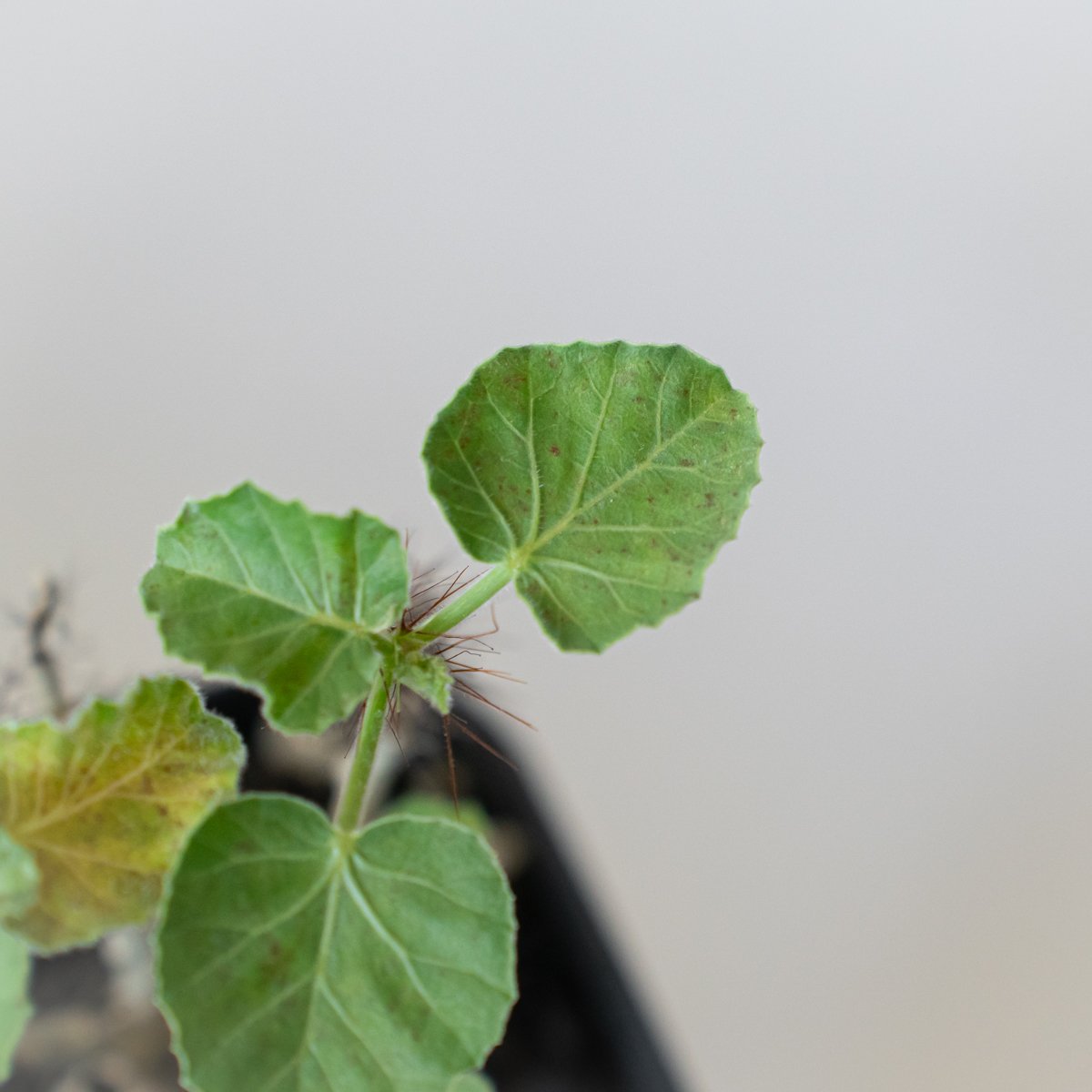 ヤトロファ マルギナータ 実生 jatropha marginata 塊根植物
