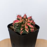 ギムノカリキウム ミハノビッチ 実生 緋牡丹錦 ヒボタンニシキ Gymnocalycium mihanovichii サボテン 多肉植物 珍奇植物 静岡 ANTIDOTE 通販 S1139