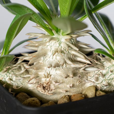 パキポディウム デンシフローラム 実生 シバ女王の玉櫛 Pachypodium densiflorum 塊根植物 コーデックス 多肉植物 珍奇植物 静岡 ANTIDOTE 通販 S1507