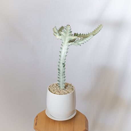ユーフォルビア ホワイトゴースト 鉢セット Euphorbia lactea White Ghost 多肉植物 観葉植物 珍奇植物 静岡 ANTIDOTE 通販 S1119