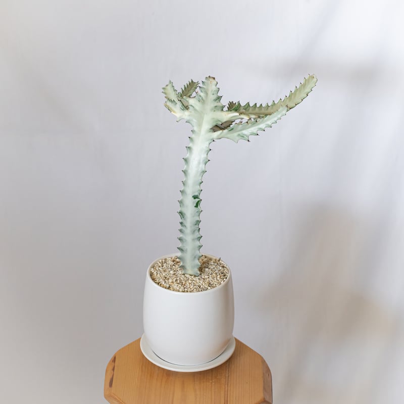 ユーフォルビア ホワイトゴースト 鉢セット Euphorbia lactea White Gh