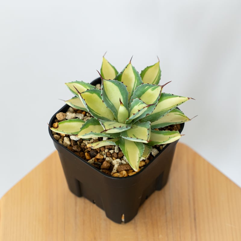アガベ チタノタ 吉祥冠錦 OC株【発根管理中】斑入り Agave potatorum