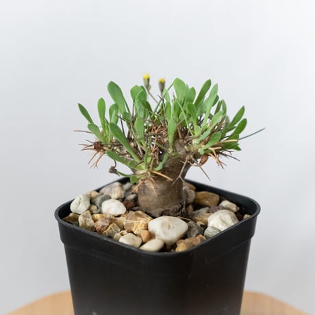 ユーフォルビオイデス | STORES