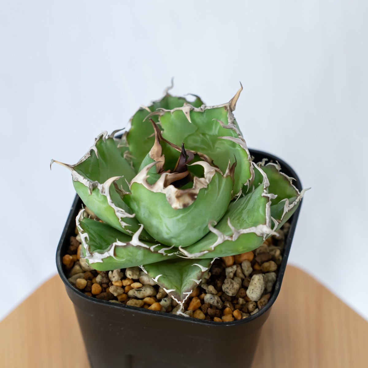 アガベ チタノタ 白鯨 龍球荟【発根管理中】Agave titanota