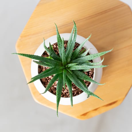 アロエ パルブラ 鉢セット Aloe parvula 多肉植物 珍奇植物 静岡 ANTIDOTE 通販 S1334