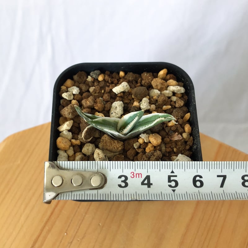 アガベ チタノタ 鷹の目 鷹眼【発根管理中】TC株 Agave titanota Hawk e