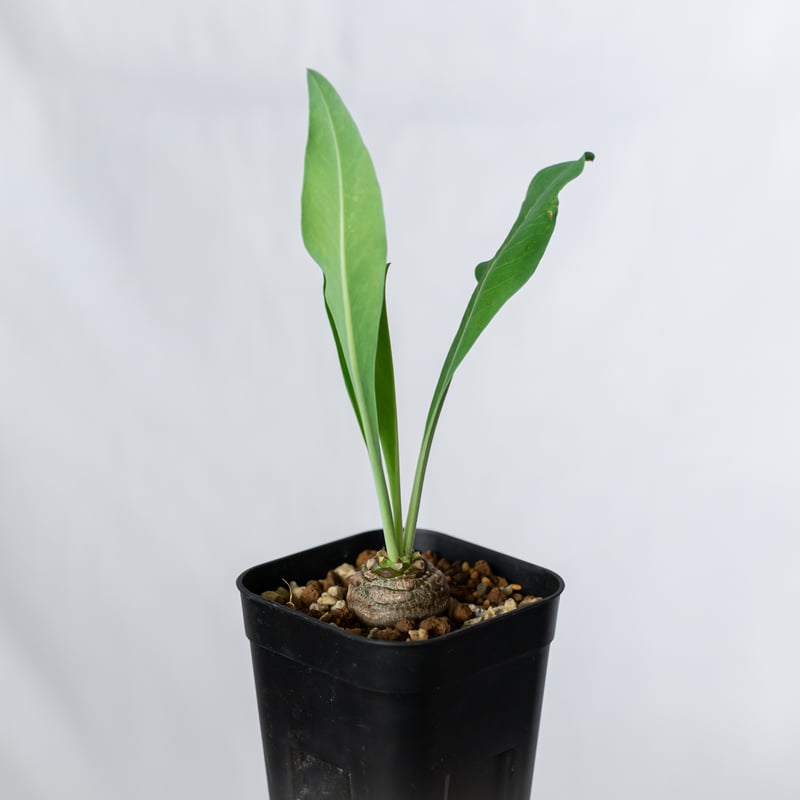 鉄甲丸 ユーフォルビア ブプレウリフォリア 実生 Euphorbia