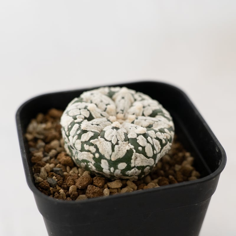 アストロフィツム スーパー兜 Vタイプ アロータイプ Astrophytum アストロフィツム スーパー兜 Vタイプ アロータイプ Astrophytum