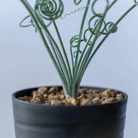 アルブカ ナマクエンシス Albuca Namaquensis 観葉植物 多肉植物 冬型 静岡 ANTIDOTE 通販 S204