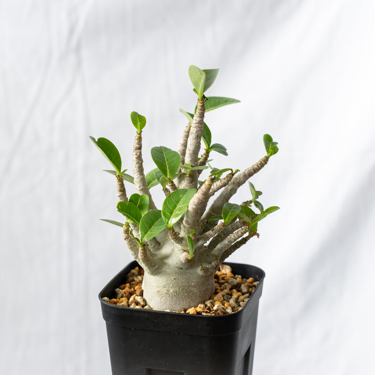 アデニウム アラビカム ブラックスキン【発根管理中】Adenium Arabicum