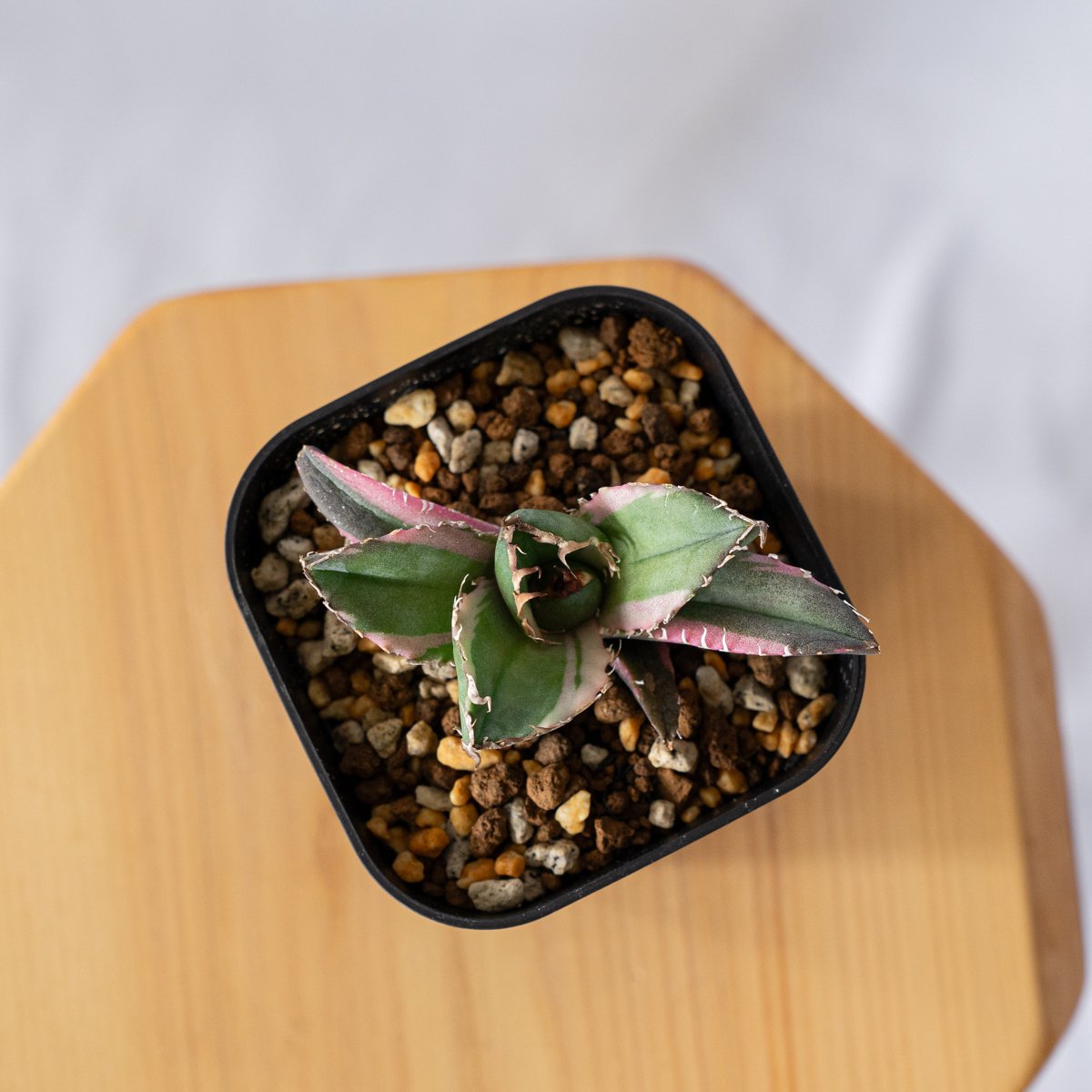 多肉植物 アガベ モンタナ 白覆輪子株 アガベ 激レア モンタナ 白覆輪 - メルカリ