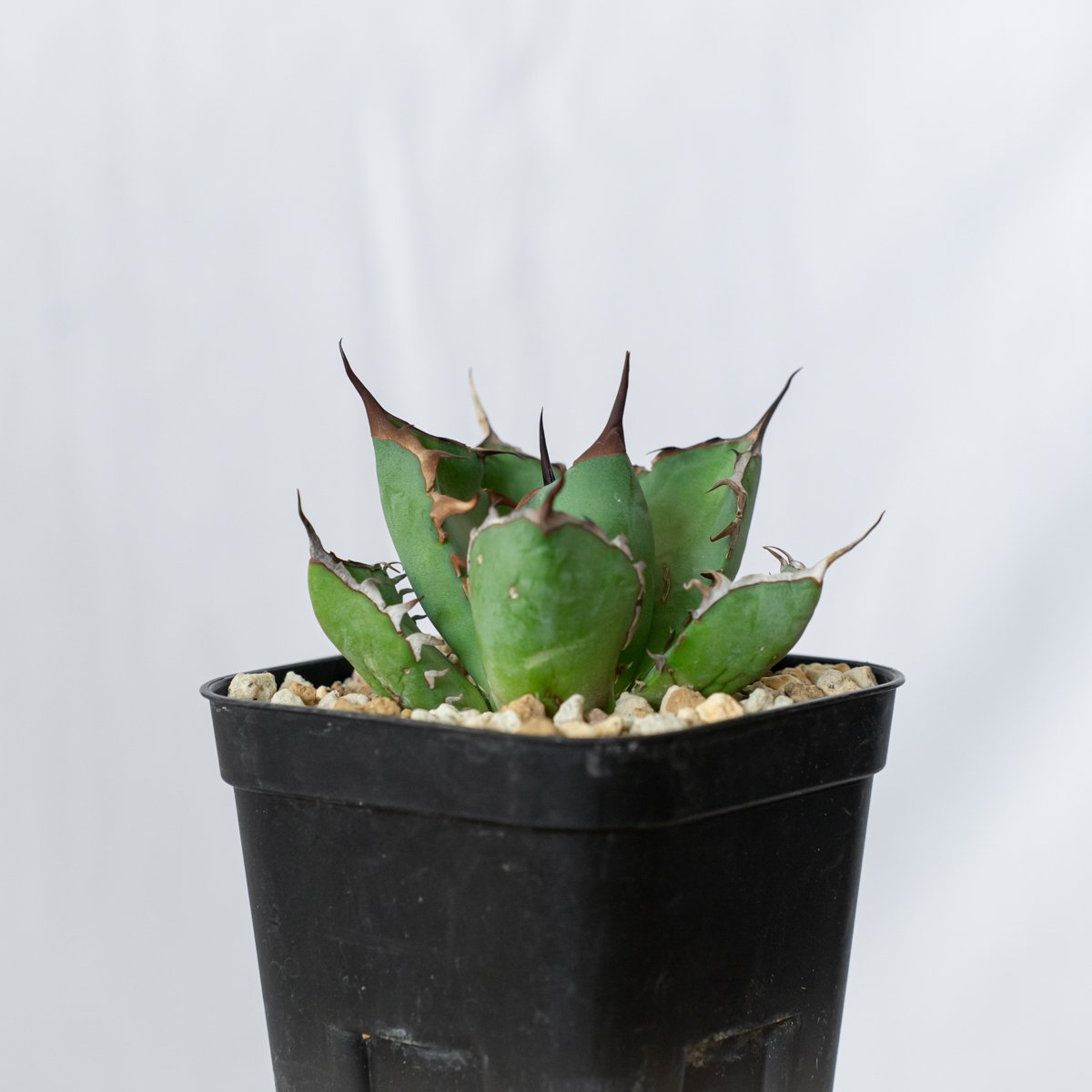 アガベ チタノタ 黒鯨【発根管理中】OC株 Agave titanota Black Whal