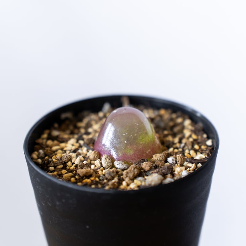 コノフィツム ブルゲリ Conophytum burgeri 多肉植物 珍奇植物 静岡 ANT