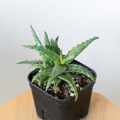 aloe | STORES