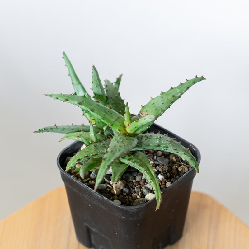 アロエ カスティロニアエ Aloe A.castilloniae 多肉植物 珍奇植物 静岡
