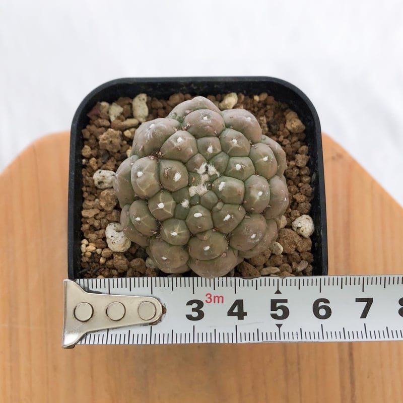 アストロフィツム 亀甲兜 リザードスキン 実生 Astrophytum Asteria