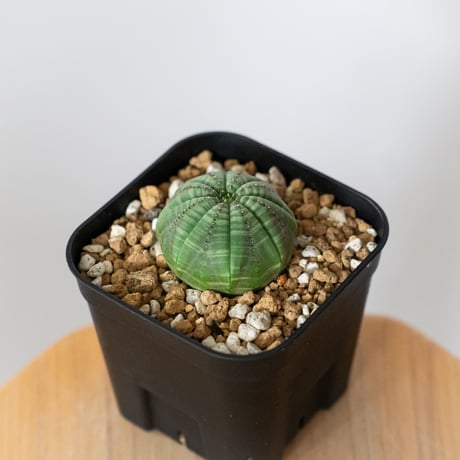 ユーフォルビア オベサ 実生 Euphorbia obesa 多肉植物 珍奇植物 静岡 ANTIDOTE 通販 S1487