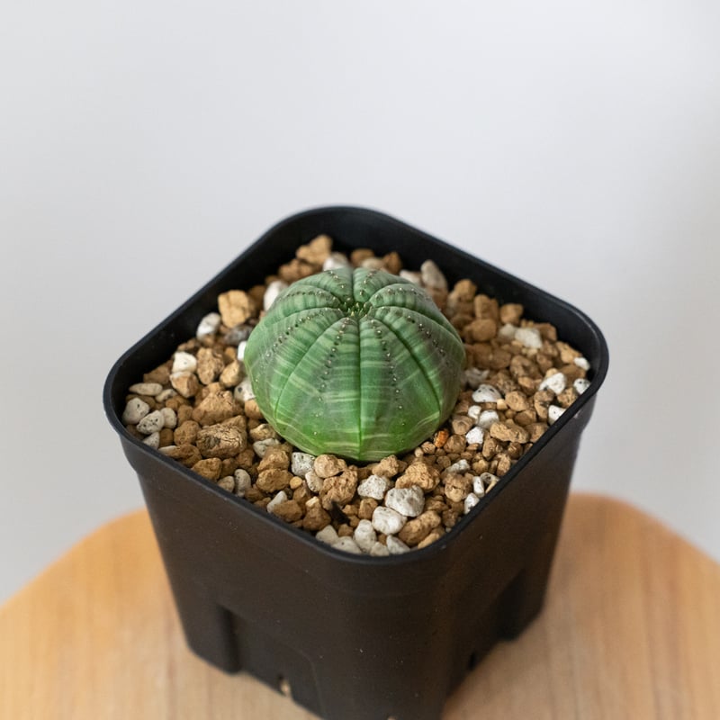 B19696】【数量限定！選抜株！】ユーフォルビア オベサ Euphorbia