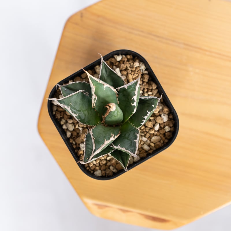 アガベ チタノタ 狼人 OC株 Agave titanota Werewolf 多肉植物 珍