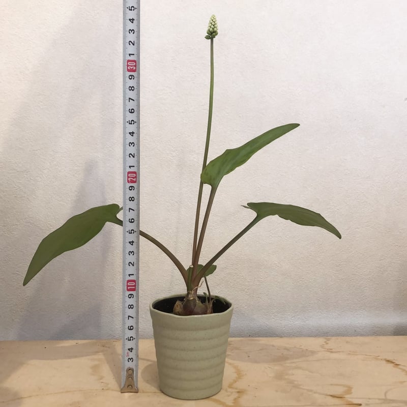 MORBUS GRAVIS I & II Druuna 海外輸入希少美品 アルファ・エステイト エコシステム・クシノマヴロ・リザーブ