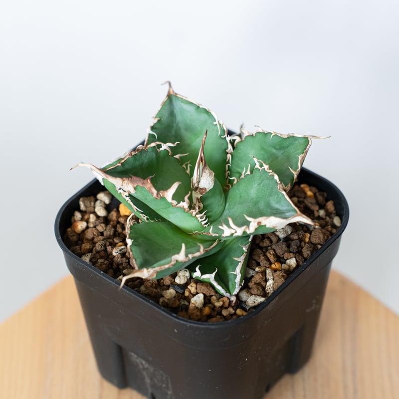緑幽霊 中株 アガベオテロイ チタノタ アガベ チタノタ 緑幽霊【発根管理中】 Agave titanota TC株 多肉植物