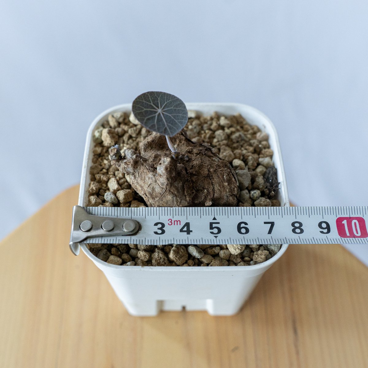 ステファニアカーウィーサキー Stephania Kaweesakii .sp Nova 塊