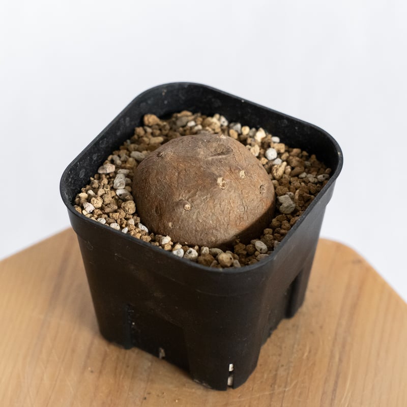 ステファニア エレクタ【発根管理中】Stephania erecta 塊根植物