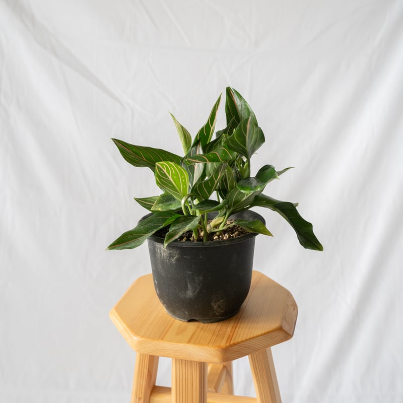 アグラオネマ ロタンダム aglaonema 観葉植物 静岡 ANTIDOTE 通販 S44