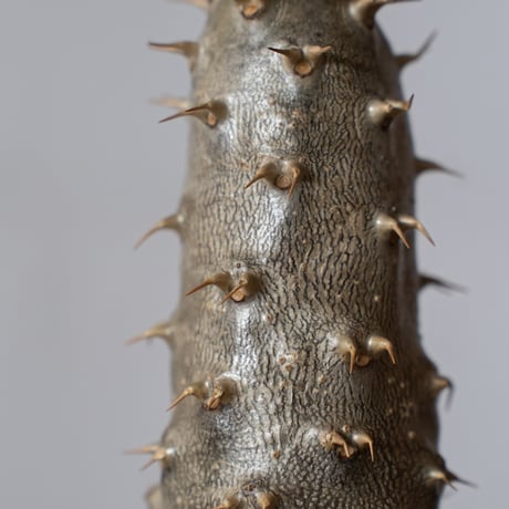 パキポディウム カクチペス 実生 pachypodhium rosulatum var. cactipes 塊根植物 コーデックス 多肉植物 珍奇植物 静岡 ANTIDOTE 通販 S1418