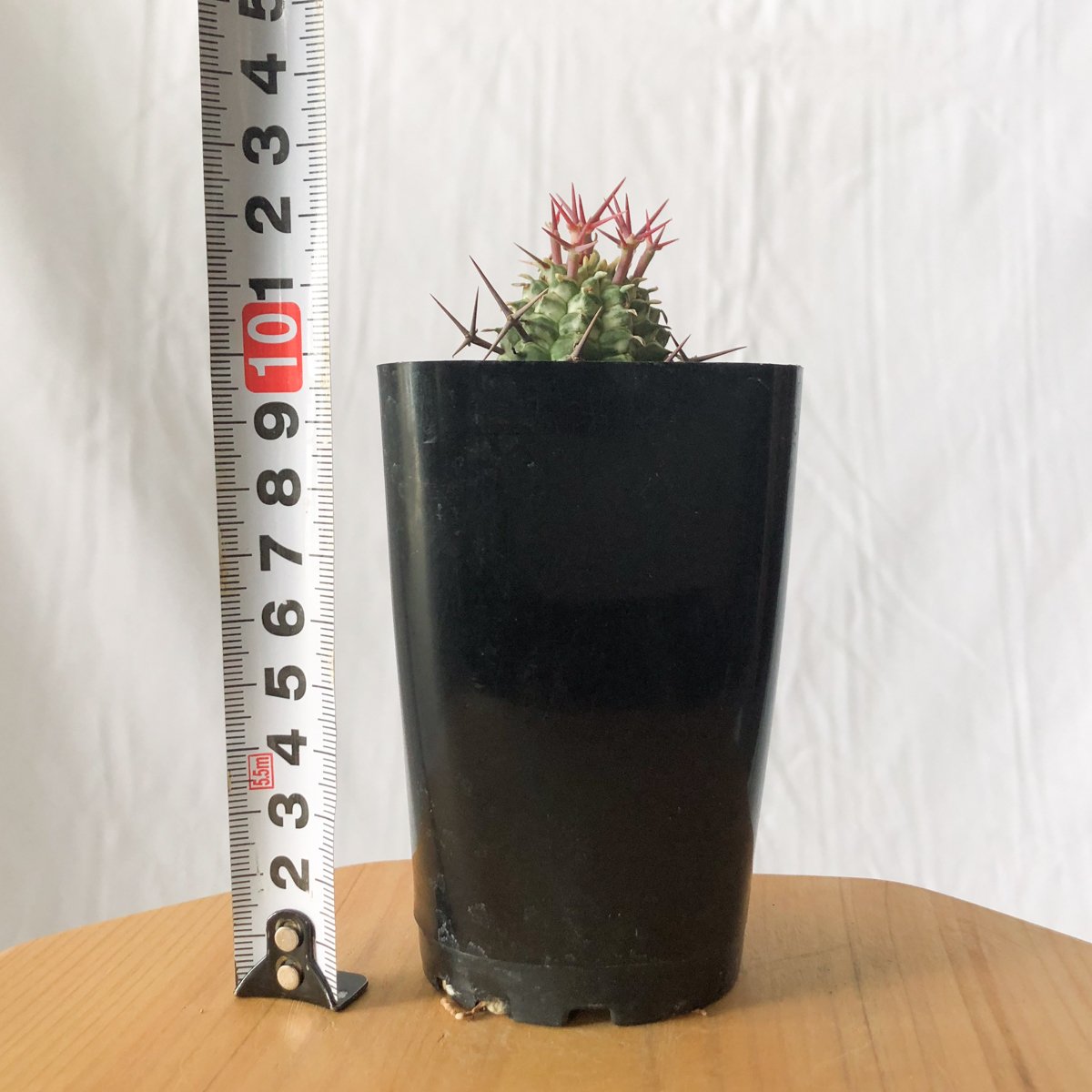 ユーフォルビア 群星冠錦 カキコ Euphorbia stellispina f. varie