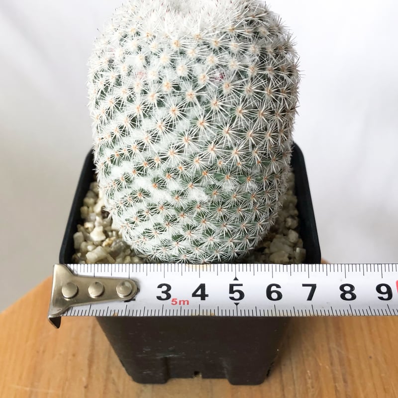 マミラリア 希望丸 実生 Mammillaria albilanata サボテン 多肉植物 珍