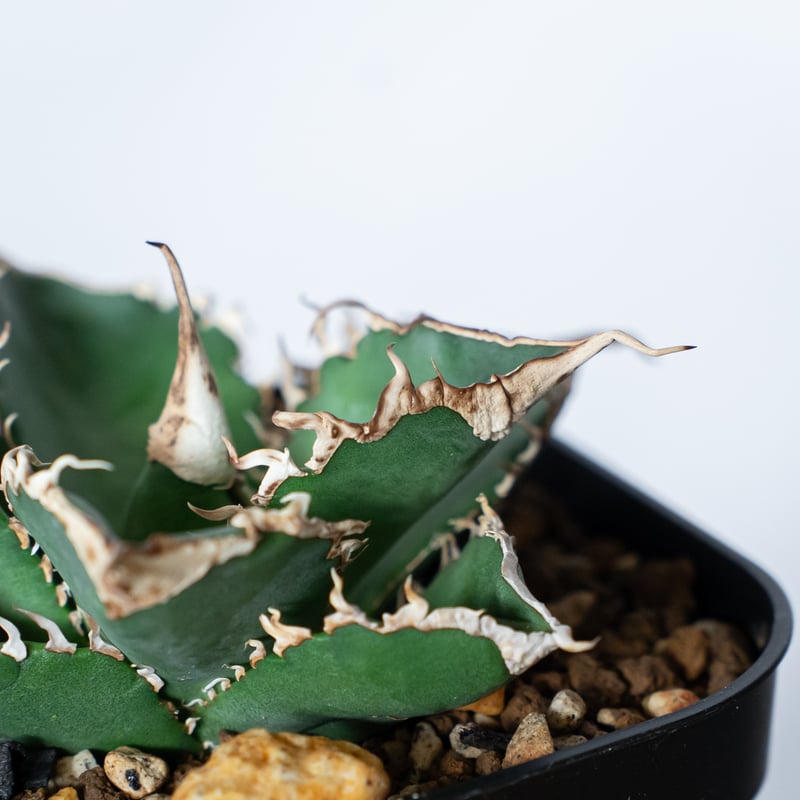アガベ チタノタ 緑幽霊【発根管理中】 Agave titanota TC株 多肉植物